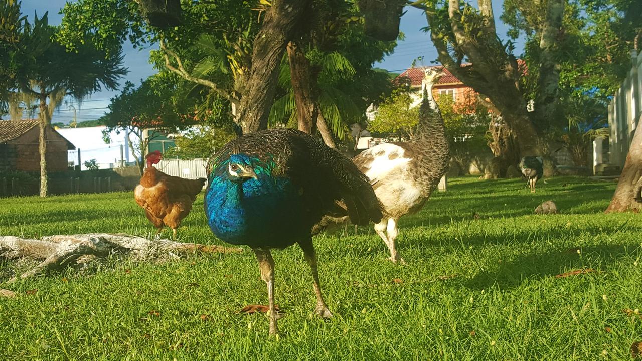 Pousada Pavao Branco Florianópolis Exterior foto